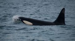 Orca Who Mourned Her Calf’s Loss Across 1,000 Miles Welcomes