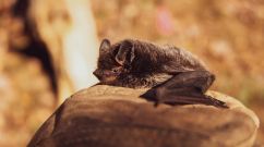 Here's How Bats Utilize Weather to Travel Long Distances Without