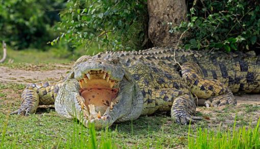 Cave-Dwelling Dwarf Crocodiles Mutating Into New Species, Researchers Say