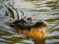 alligator-439890_1920