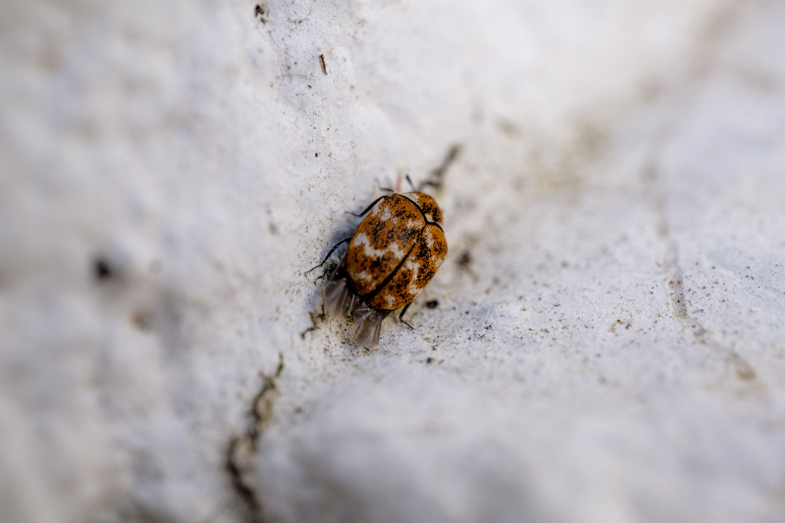 Brown flea