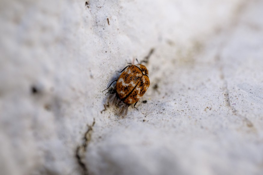 Brown flea
