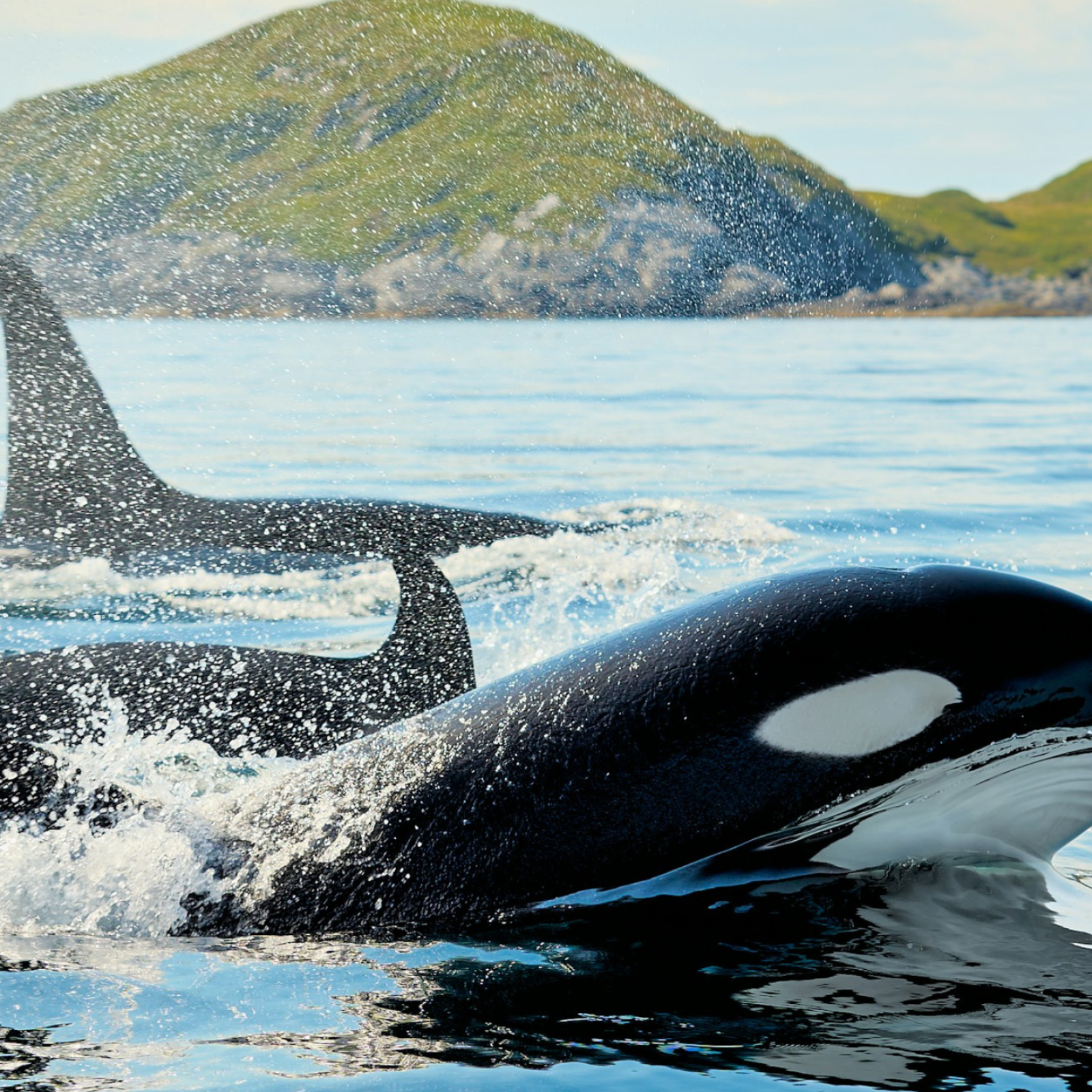 Are Orcas Friendly to Humans?
