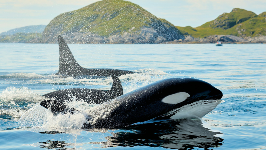 Are Orcas Friendly to Humans?