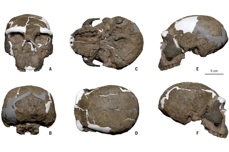 Yunxian 2 cranium