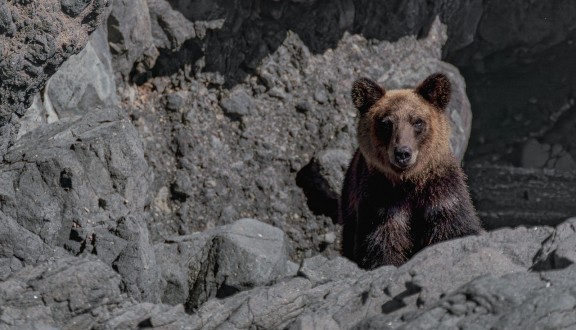 Japanese bear