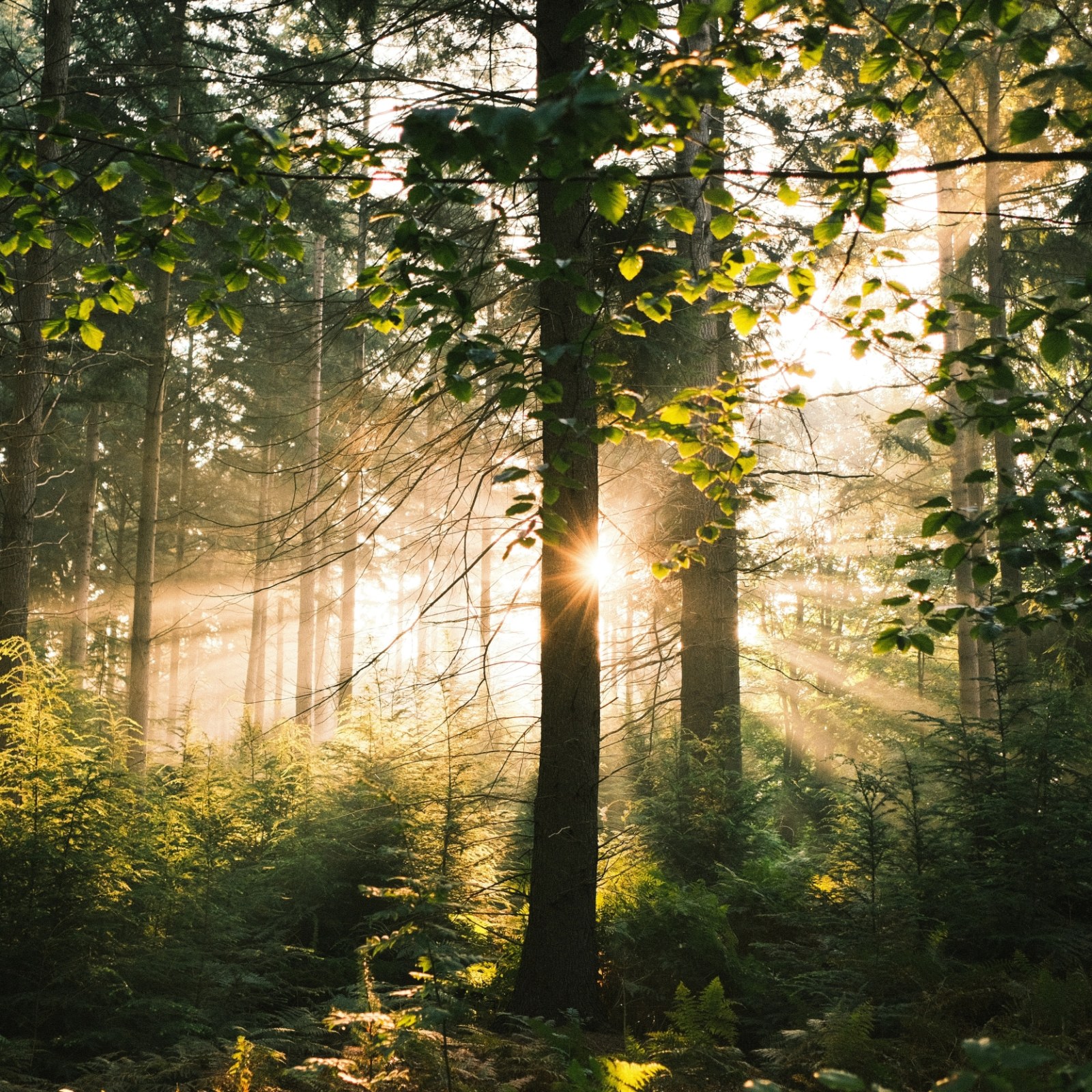 Sun shining through trees