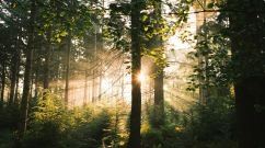 Sun shining through trees