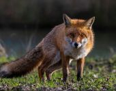 Red Fox