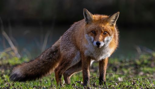 Red Fox