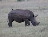 Rhino in the field