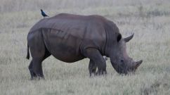 Rhino in the field
