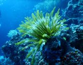 Green Coral Reef Under Water