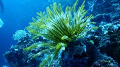 Green Coral Reef Under Water
