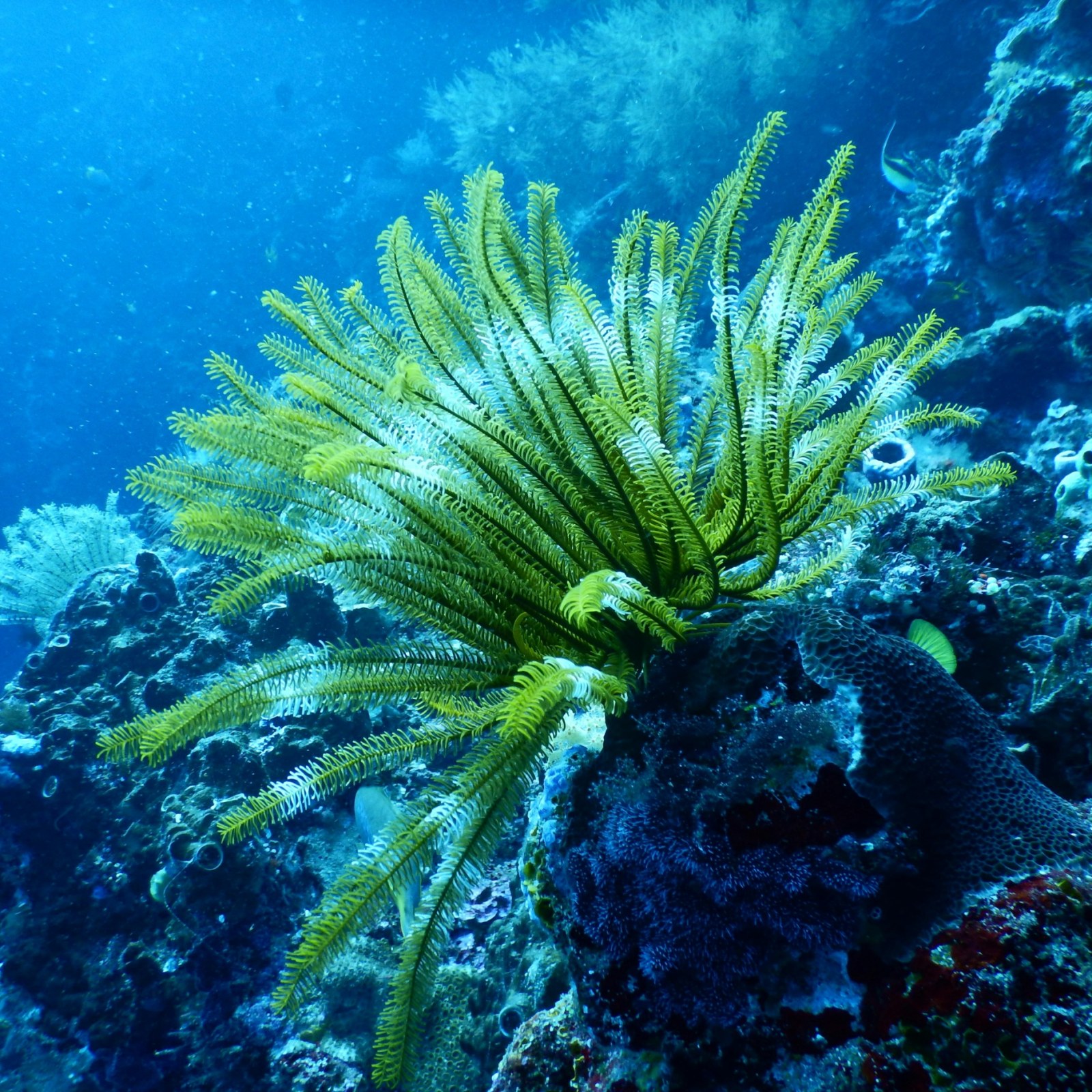 Green Coral Reef Under Water