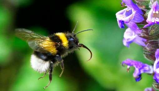 Bumblebee Flying Towards a Flower