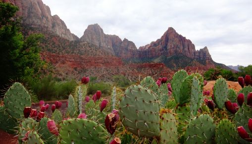 Cactuses and a Rocky Mountain