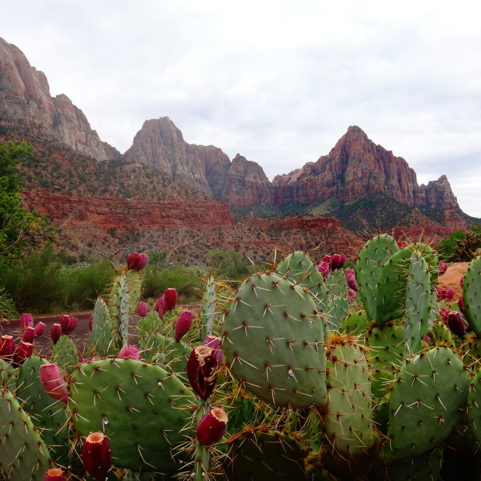 Cactuses and a Rocky Mountain