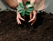 A Person Planting on a Soil