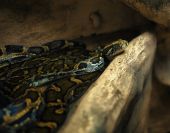 Coiled Burmese Python
