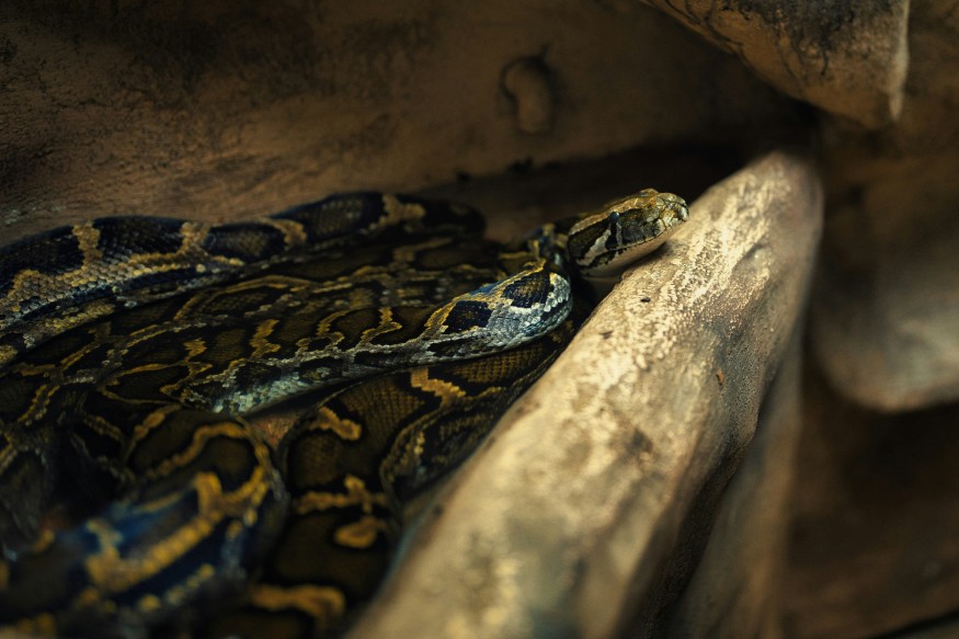 Coiled Burmese Python
