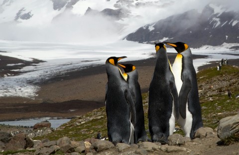 Penguins Standing on a Rocky Hill
