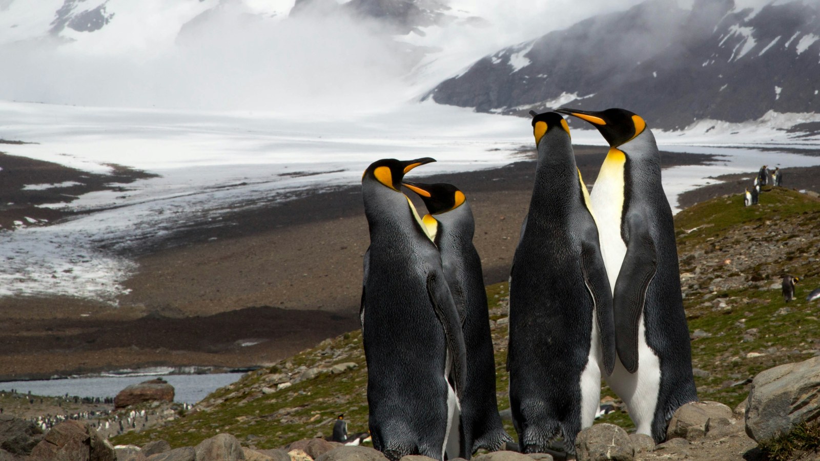 Penguins Standing on a Rocky Hill