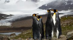 Penguins Standing on a Rocky Hill