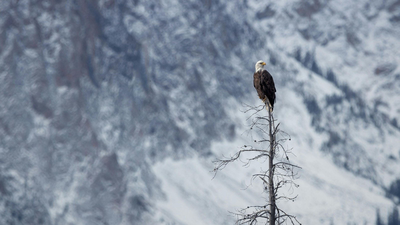 bald eagle on tree