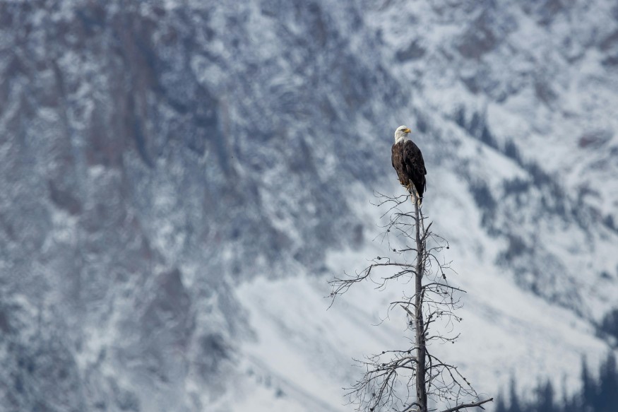 bald eagle on tree