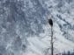 bald eagle on tree