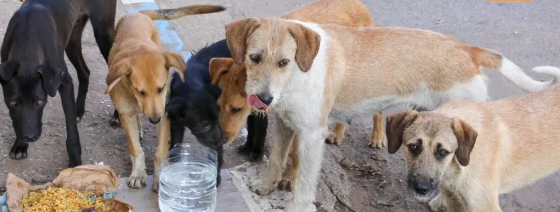 Morocco's Grisly Dog Purge: Poison, Shots, and Flames Ignite Fury Ahead of 2030 World Cup