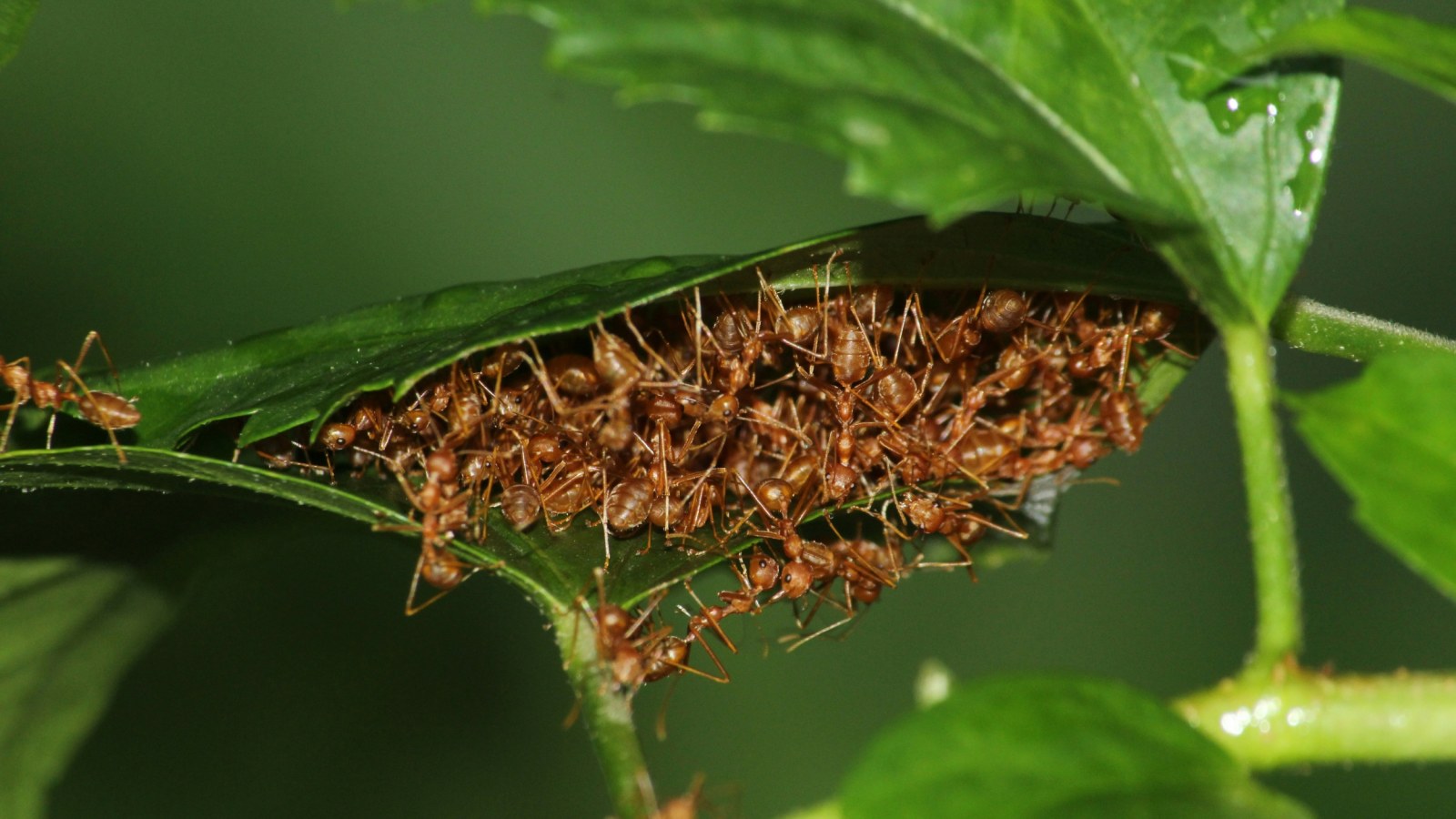 ants on a leaf