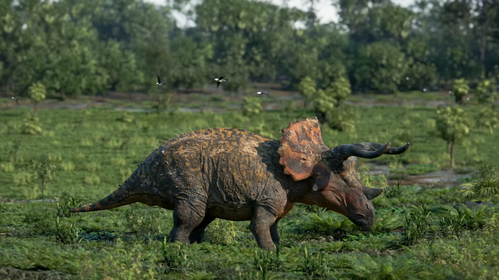 triceratops