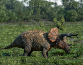 triceratops