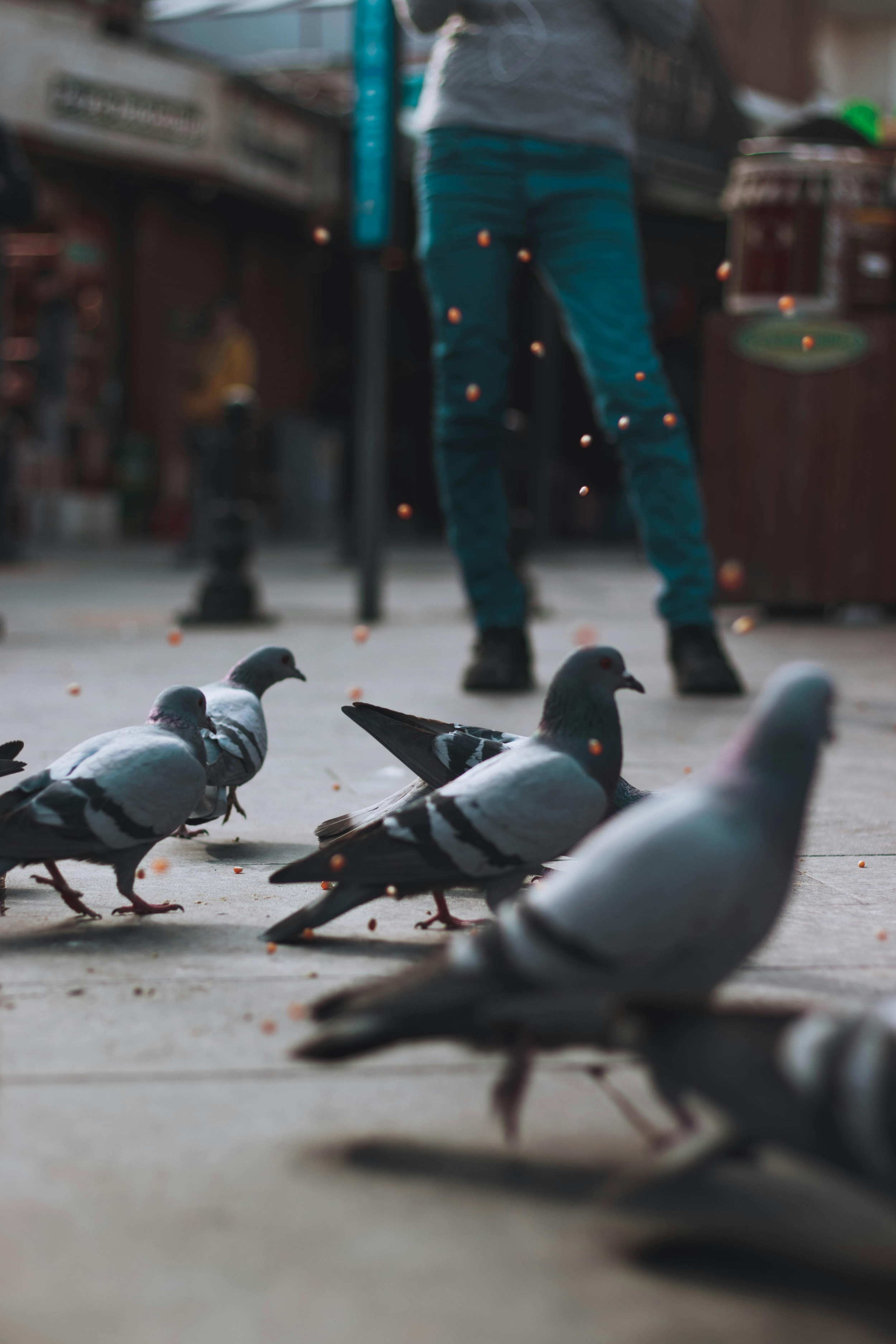 pigeons
