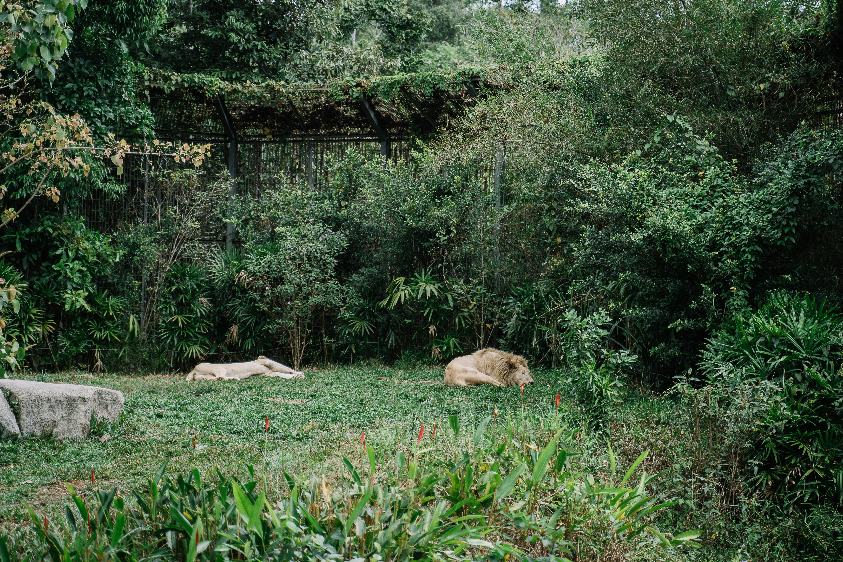 lion habitat