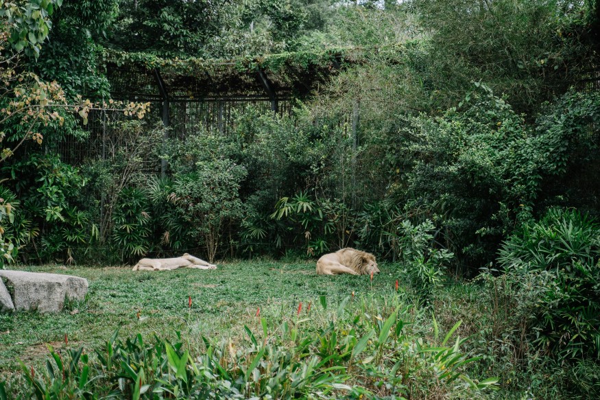 lion habitat