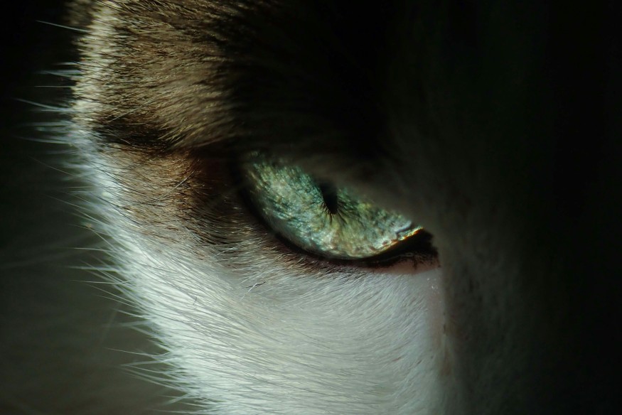 cats eye