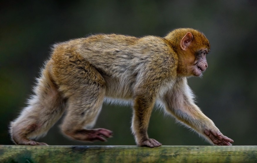 Macaque