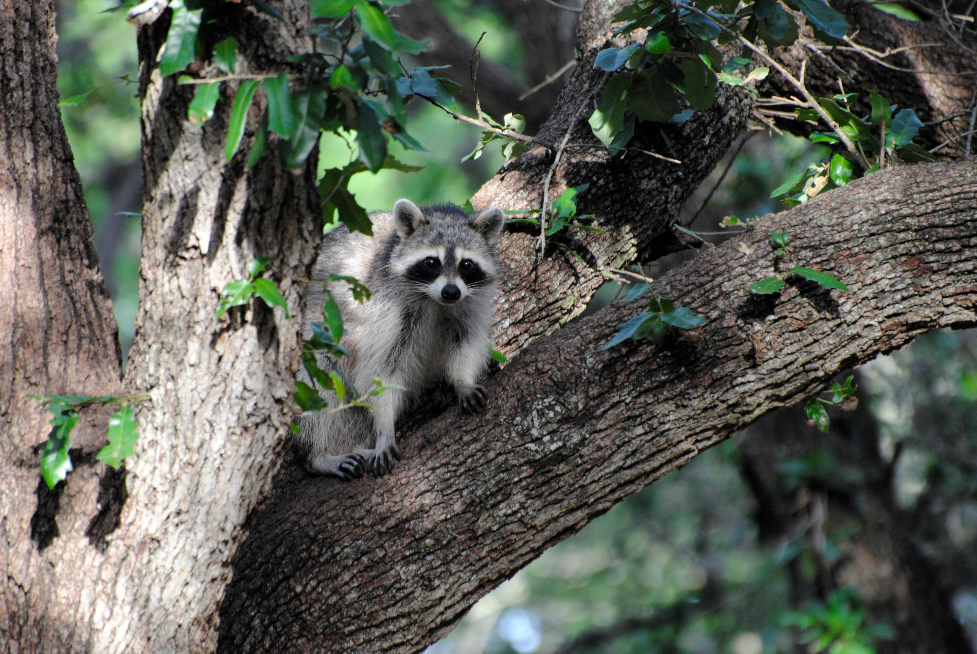Why Are Wild Animals Storming Cities—and What Does It Mean for Your Neighborhood?