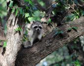 raccoon on tree
