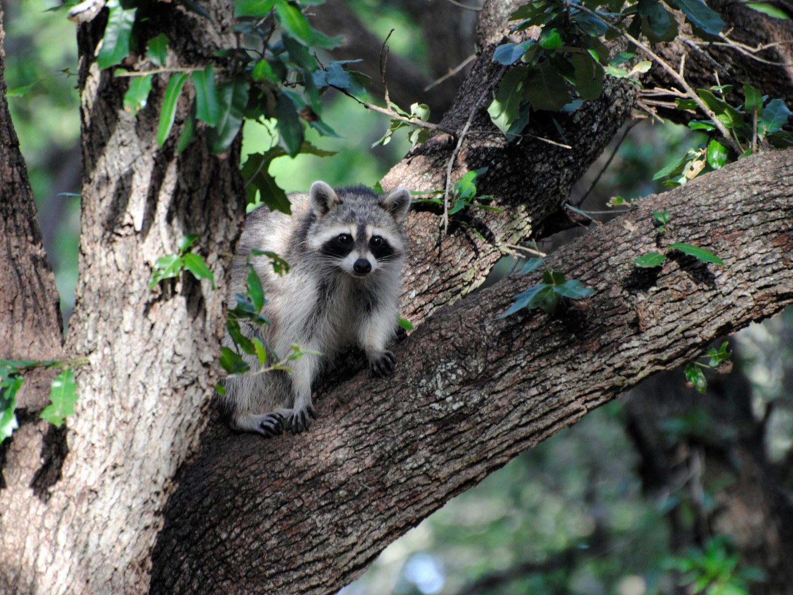 raccoon on tree