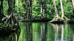 mangrove