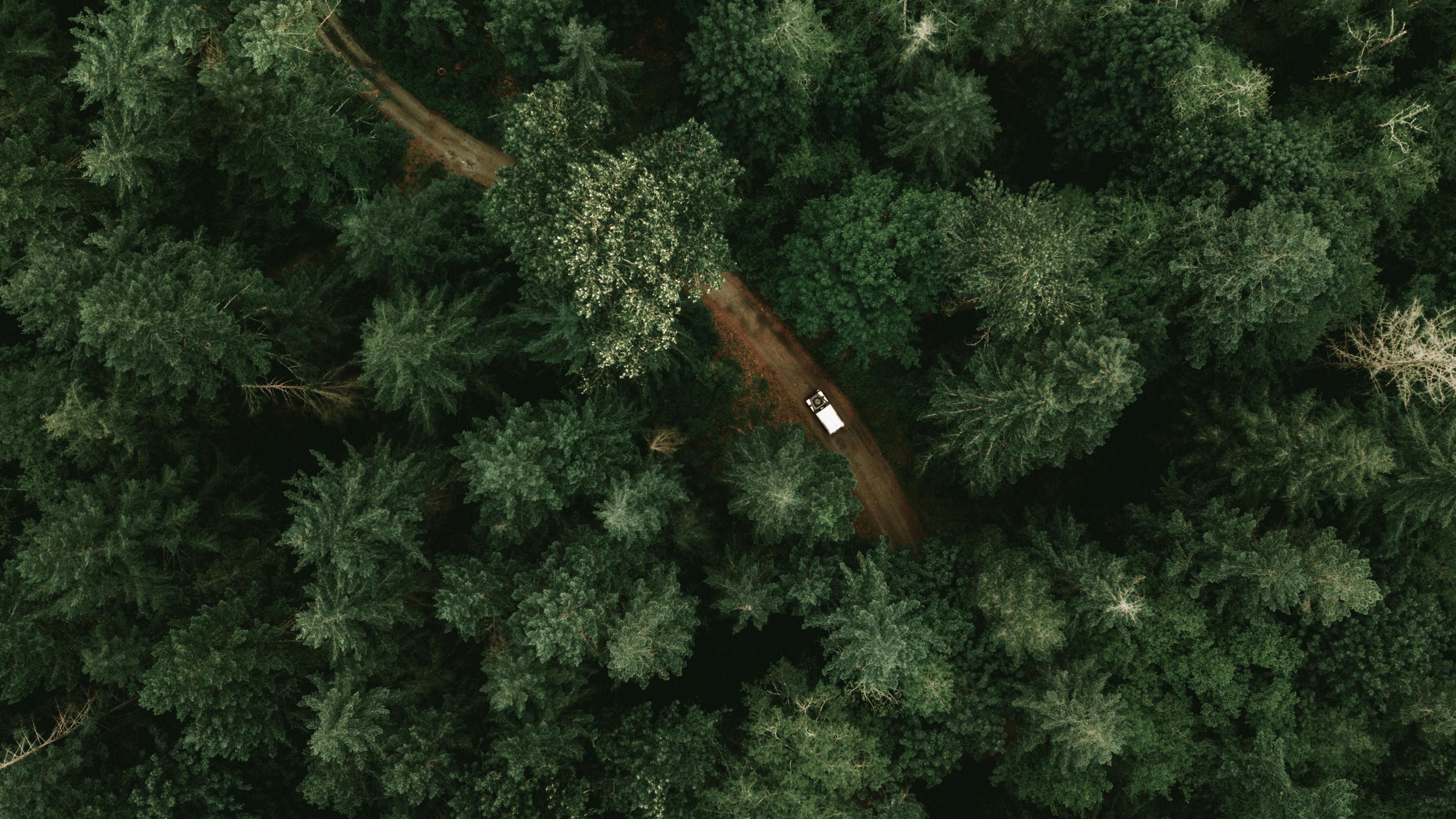 Rewilding at Scale: Can Nature-Led Restoration Truly Revive Damaged Ecosystems?