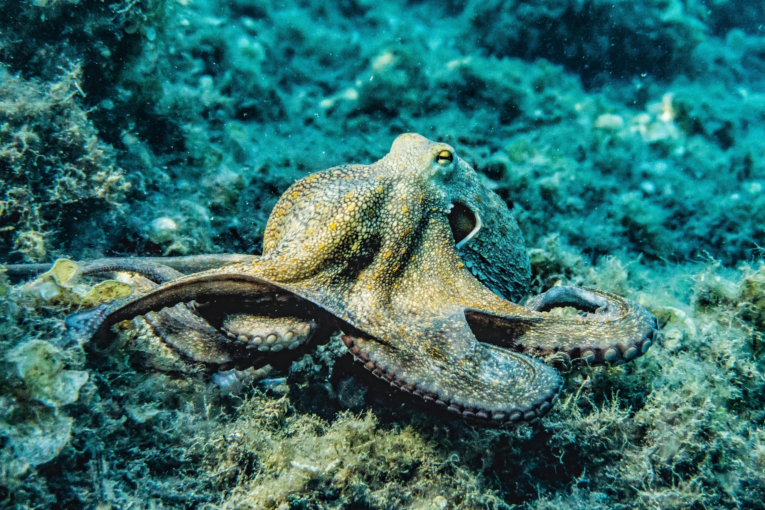 Why Octopuses Might Outsmart Humanity as Earth's Next Rulers