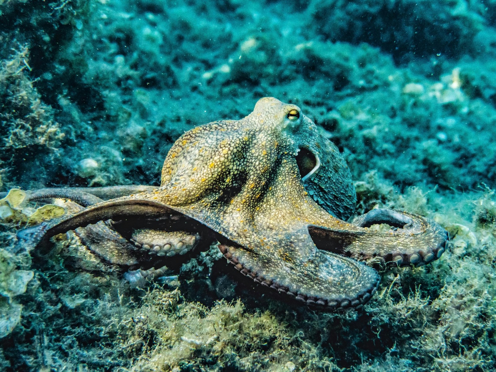 octopus