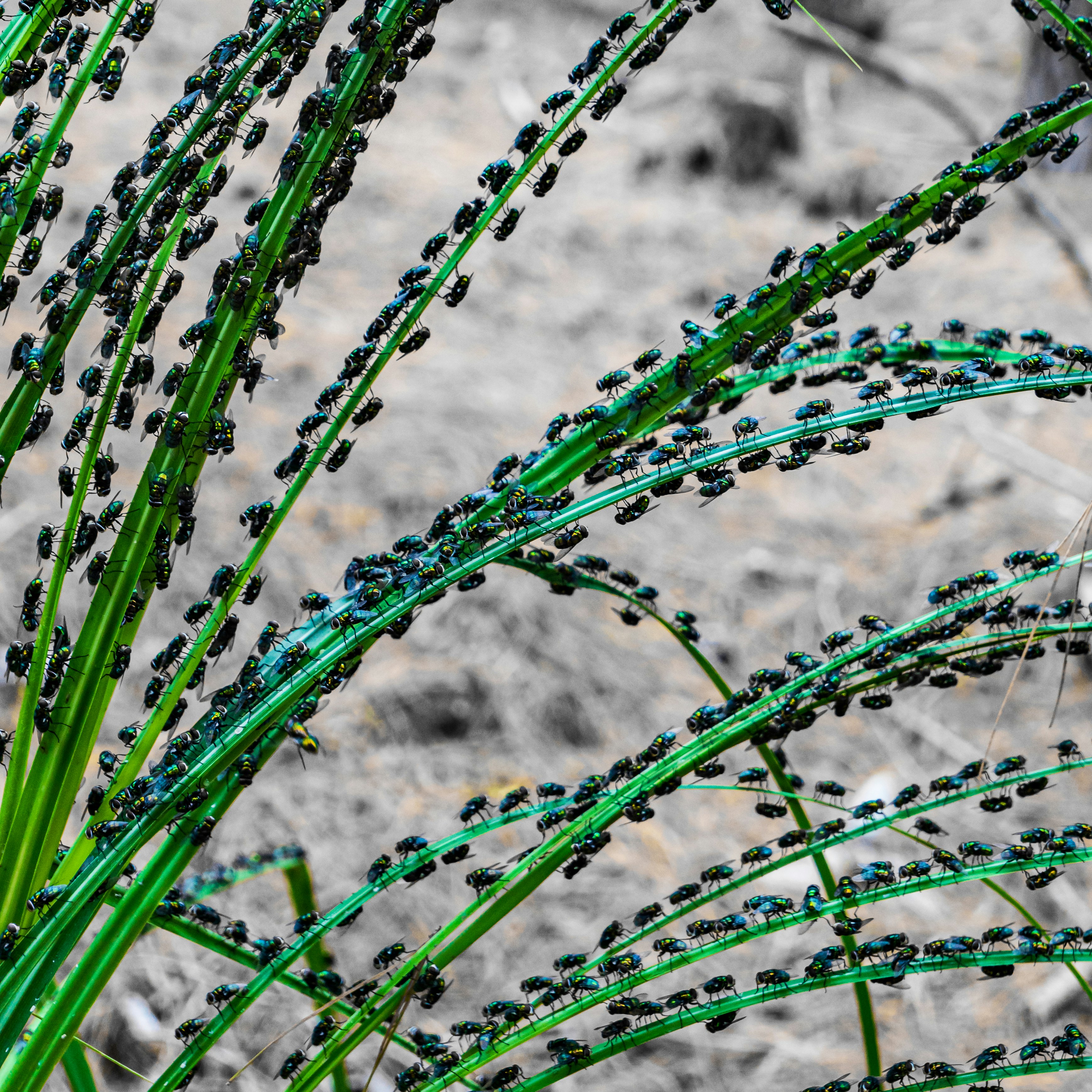 Insects Vanishing: The Silent Trigger of Earth's Biodiversity Meltdown