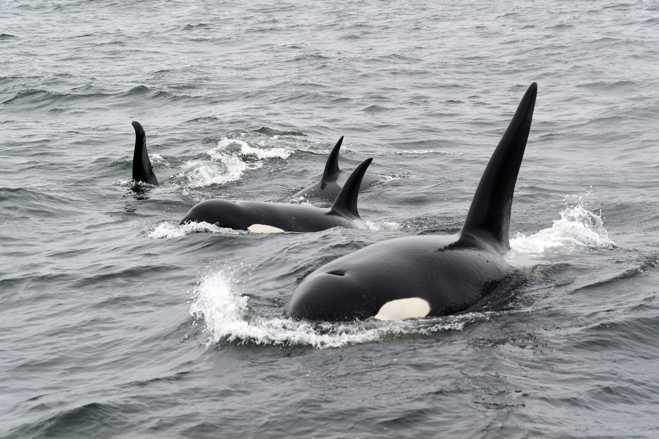 Orcas Ramming Boats: Why Killer Whales Target Rudders? Science Explains
