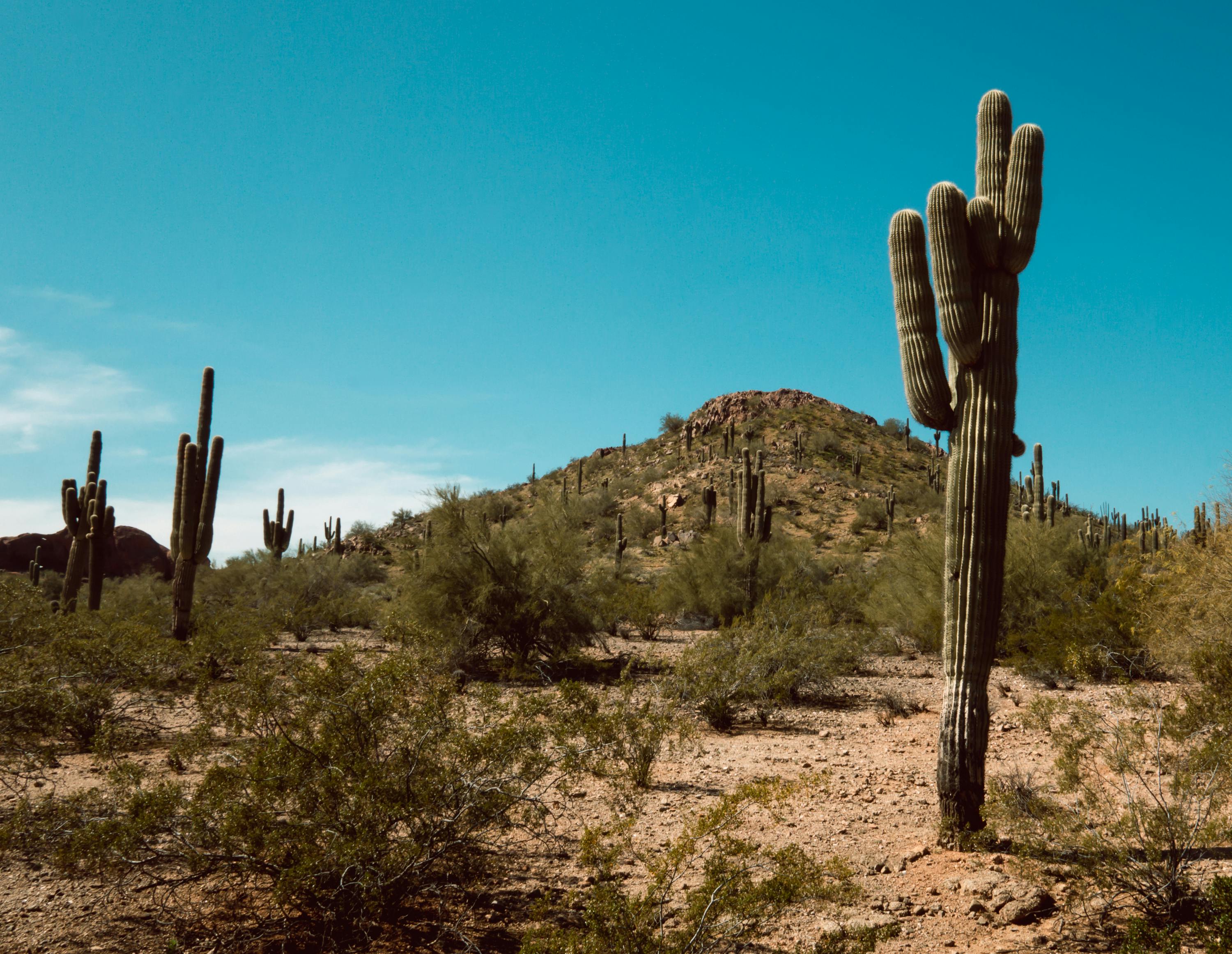 How Extreme Desert Plants Survivors Conquer Heat, Drought, and Impossible Odds